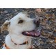 Buddy, unkompliziert und lieb - Rüde