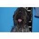 Budy, einfach toll! - Rüde