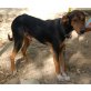 Budy, sucht sein neues Frauchen, Mischling - Rüde