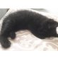 Buffy, British Langhaar und EK - Katze