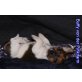 Buffy, Jack-Russell-Terrier Welpen - Hündin