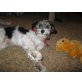 Buffy, Jack russel-Malteser Mix - Hündin