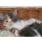 Buffy, Maine Coon - Katze
