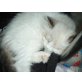 Buffy, Ragdoll/Persermix - Katze