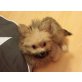 Buffy, Spitz-Mix Welpen - Hündin