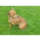 Buffy, Zwergpinscher - Hündin