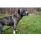 Buffy - problemlose Staffordshire, Staffordshire-Bullterrier - Hündin