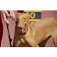 Buffy,sehr lieb!, Podenco - Hündin