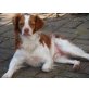 Buggles Marco sucht ein liebes Zuhause, Breton Espanol - Rüde