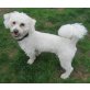Buggy, Bichon-Mix  - Rüde