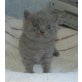 Bugs Bunny, Britisch Kurzhaarkatze - Kater