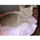 Bugs Bunny, Britisch Kurzhaarkatze - Kater