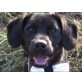 Bugy, sanfter und liebevoller Beagle-Mix - Rüde