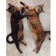 Bulgarische Straßenkatzen - Katze