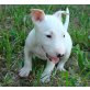 Bull Terrier, Bullterrier - Hündin