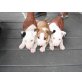 Bull Terrier, Bullterrier - Hündin