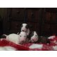 Bull Terrier, Bullterrier - Hündin