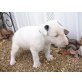 Bull Terrier, Bullterrier - Rüde