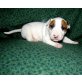 Bull Terrier, Bullterrier - Rüde