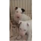 Bull Terrier, Bullterrier - Rüde