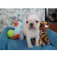 Bulldog Welpen Französisch - Rüde