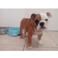Bulldogge, Englische Bulldogge - Hündin