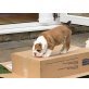 Bulldogge, Englische Bulldogge - Rüde