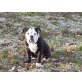 Bulldoggen Mix Welpen - Hündin