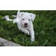 Bulli Boys and Girls, American Bulldog Welpen - Hündin