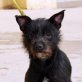 Bulli putzmunter und fidel!, Schnauzer - Rüde