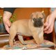Bullmastiff - Hündin