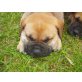 Bullmastiff - Hündin