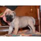 Bullmastiff - Hündin