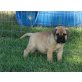 Bullmastiff - Hündin