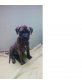 Bullmastiff-Rottweiler Welpen - Rüde
