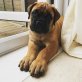 Bullmastiff - Rüde