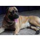 Bullmastiff Welpen - Hündin