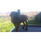 Bullmastiff Welpen - Hündin