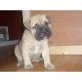 Bullmastiff Welpen - Rüde