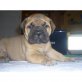 Bullmastiff Welpen - Rüde