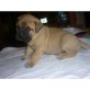 Bullmastiff Welpen - Rüde