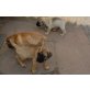 Bullmastiff Welpen - Rüde