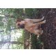 Bullmastiff mix - Rüde