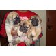Bullmastiff welpen reinrassig, Bullmastiff - Hündin