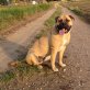 Bullmastiff x American Bulldog  Welpen - Hündin
