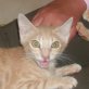 Bullo, roter - Kater