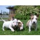 Bullterrier - Hündin