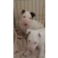 Bullterrier - Hündin