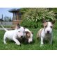 Bullterrier - Hündin