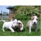 Bullterrier - Hündin
